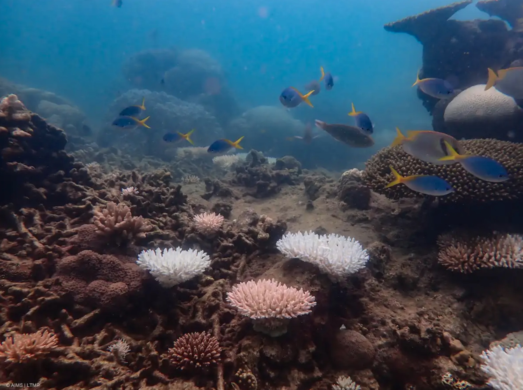 Fish swimming in the water.