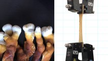 A picture of mycelium, a fiber derived from mushrooms, and a machine stretching mycelium into a vegan leather alternative.