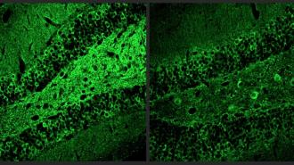 A green image of a cell in a dark room.