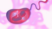 An illustration of a fetus in a womb on a colorful background