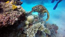 A turtle swims over a coral reef.