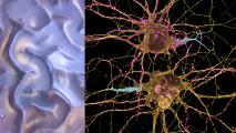 an image of neurons next to a stylized image of the surface of the brain