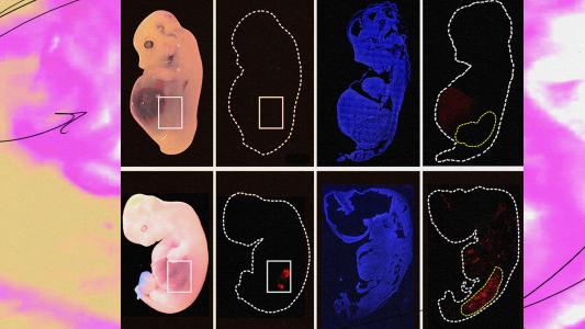 A series of images showing different parts of the human body including human organs.