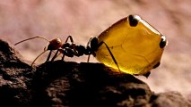 An ant is sitting on a piece of glass, attracted by honey.