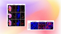 A series of images displaying the pig embryos with human-ish kidneys