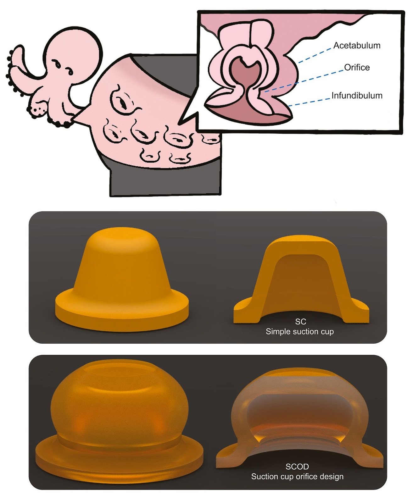 A diagram showing the different parts of an octopus' tentacles above a standard suction cup and one inspired by the tentacle suckers