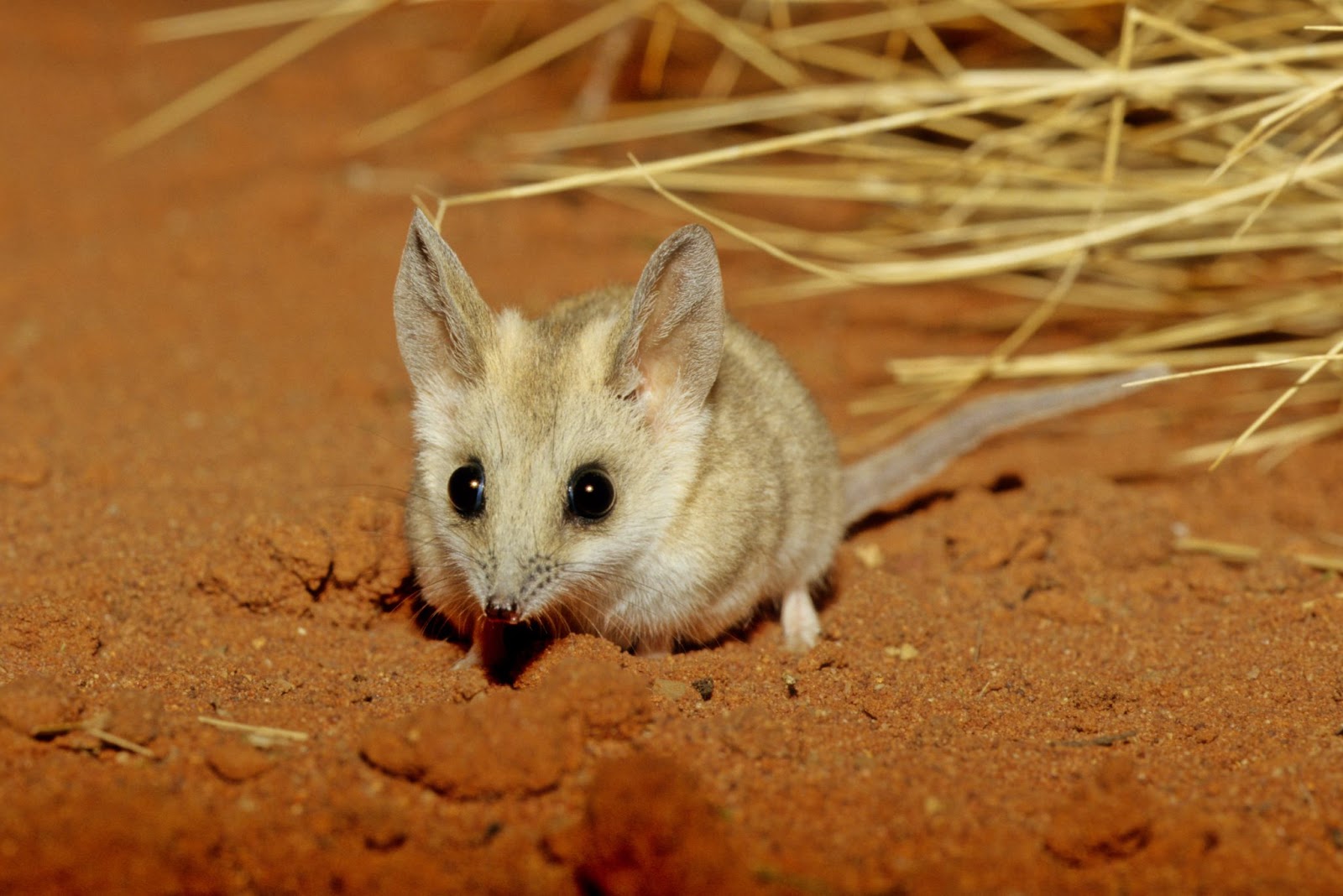 A fat-tailed dunnart is standing in the dirt.
