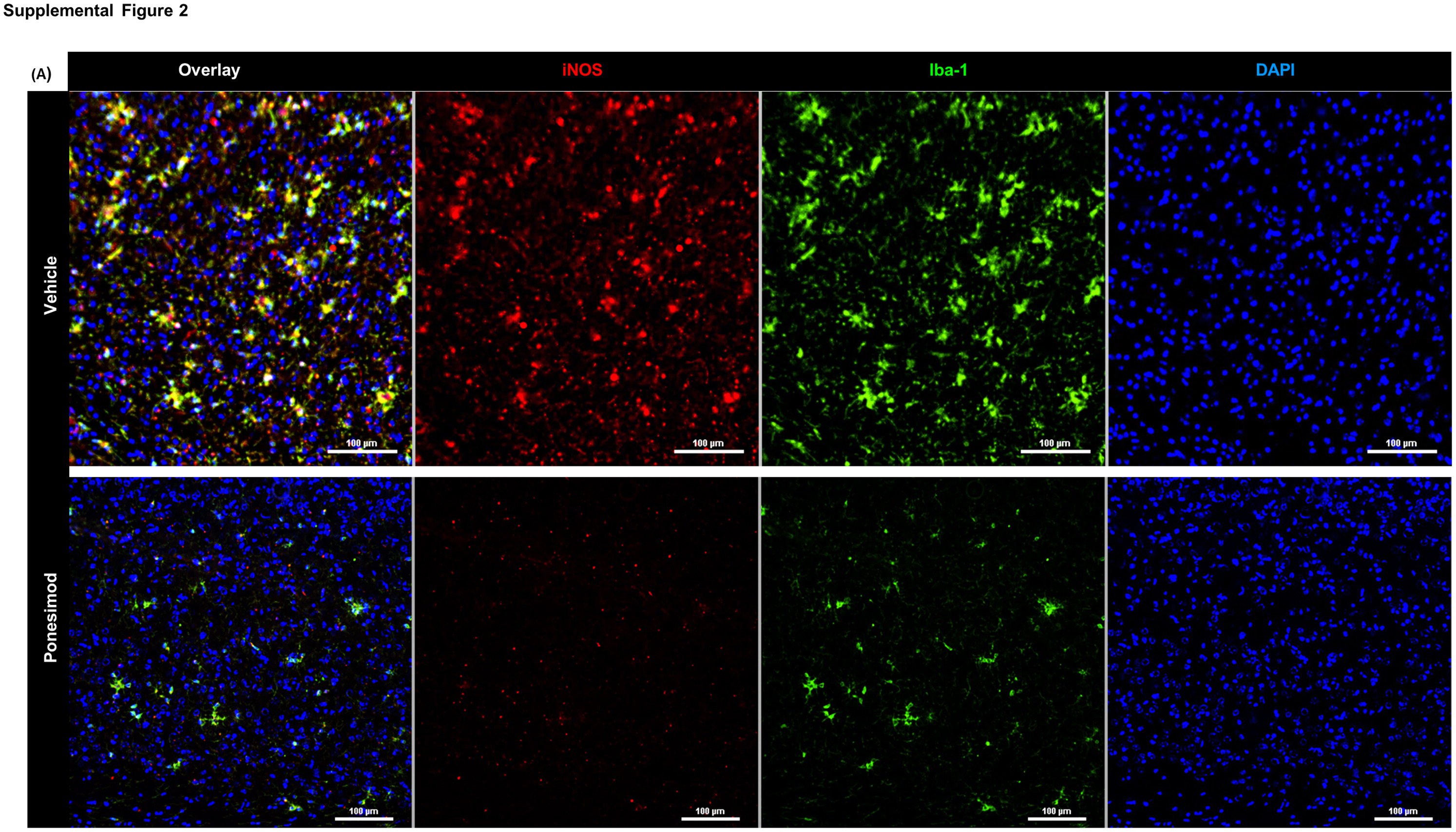 colorful cells seen under a microscope