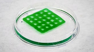 A bright green, waffle-shaped hydrogel in a petri dish