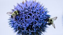 Two bees on a blue flower.