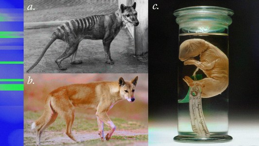 Two photos of thylacines and a dingo.