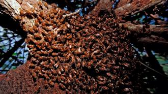 A swarm of wild bees on the trunk of a tree.