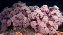 A pink coral is growing on the bottom of the ocean.