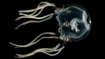 An image of a Caribbean box jellyfish.