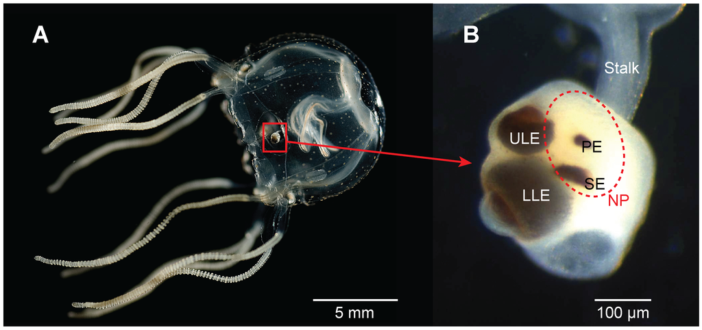 A picture of a Caribbean box jellyfish next to a close up image of its eyes.