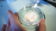 A person using a syringe to inject something into a petri dish.