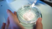 A person using a syringe to inject something into a petri dish.