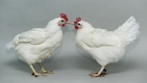 Two chickens facing one another. The one on the right has been genetically modified to protect against avian flu.