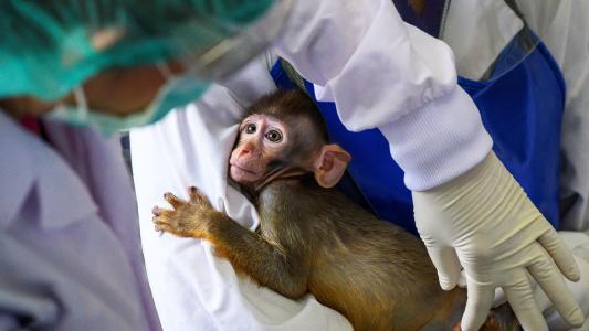 a monkey in a lab