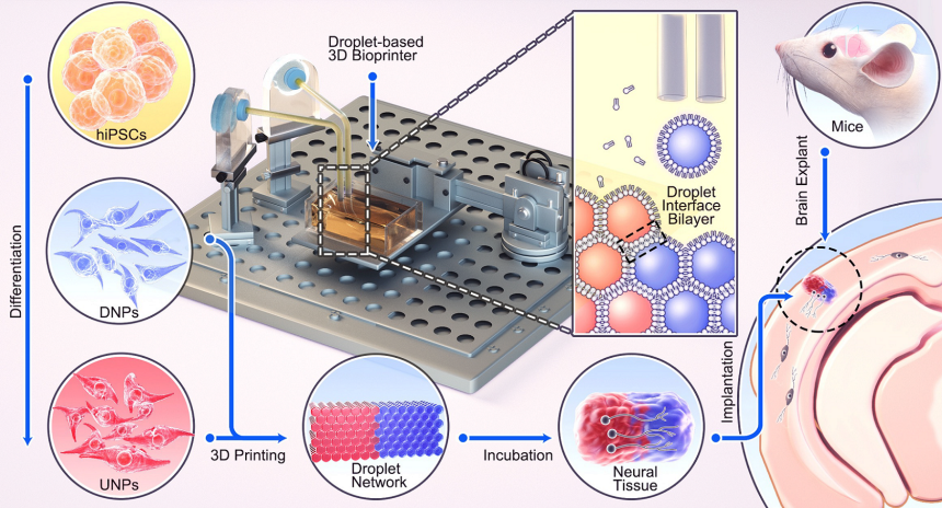 a diagram illustrating the process of creating the two-layered brain tissue using 3d bioprinting