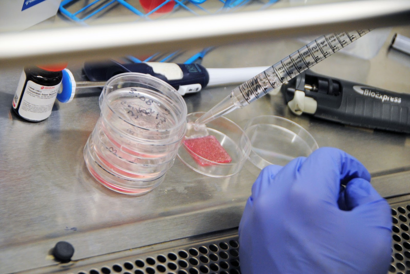 A Wake Forest researcher tending to the team's bioprinted skin in a petri dish 