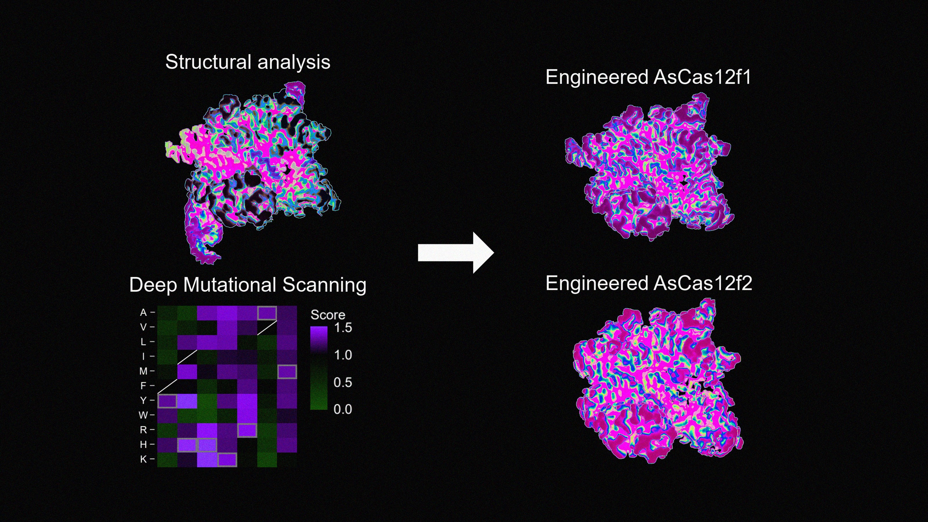 New CRISPR system is 66% smaller but just as powerful