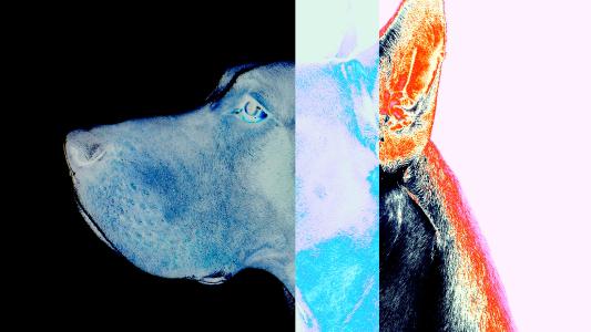 An image of a Great Dane's profile with vibrant gradient overlays.