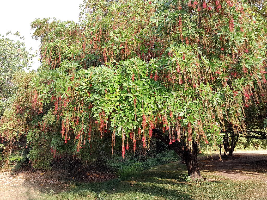 A tree with a lot of red flowers.