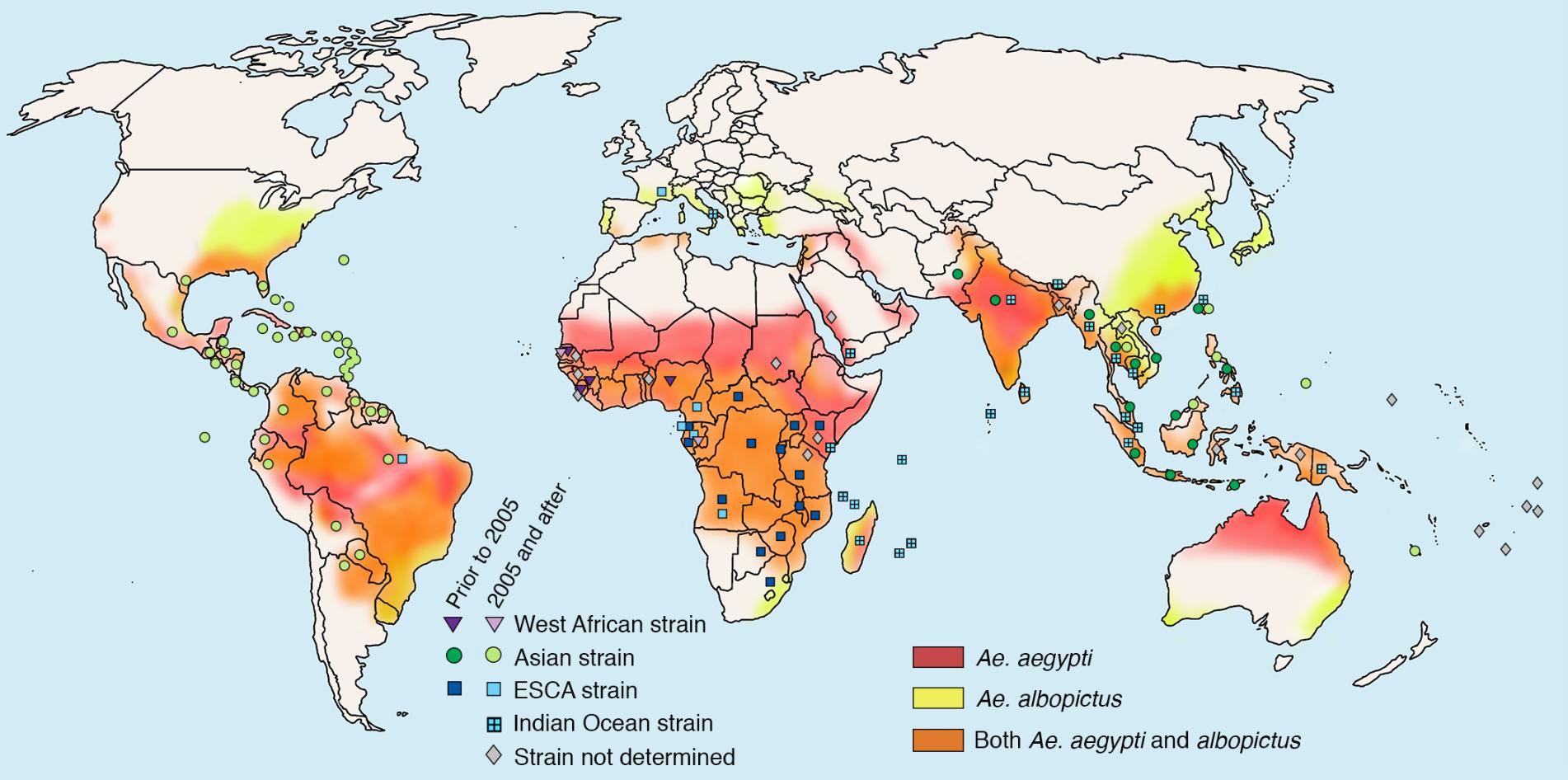 A map of the global prevalence of chikungunya virus and the vectors that spread it.