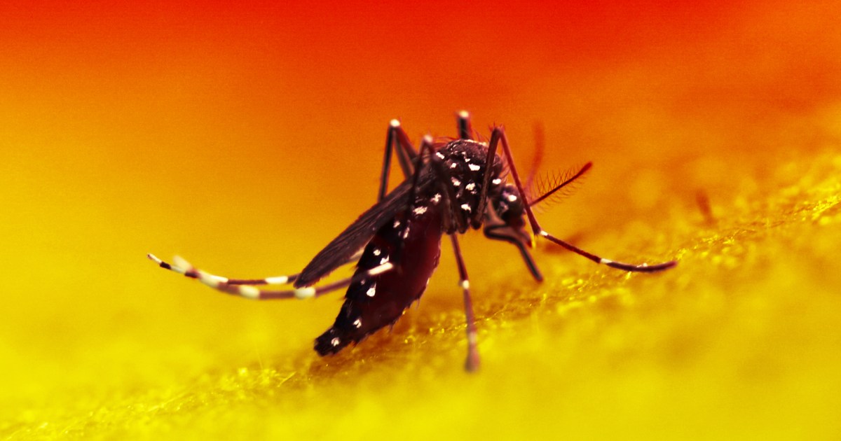 The FDA has just approved the world’s first chikungunya vaccine, offering people protection for the first time against this rare but painful and