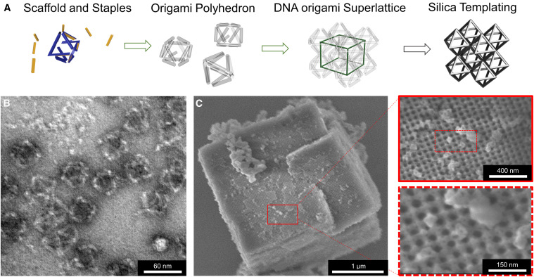 A series of images showing the process of making a dna structure.