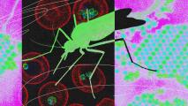 An image of a mosquito on a pink and green background that highlights the potential threat of Ixchiq, a disease transmitted by mosquitoes, and the importance of a chikungunya vaccine.