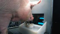 A pig drinking from a machine.