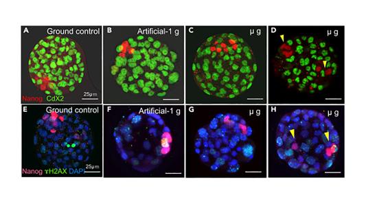 images of mouse embryos