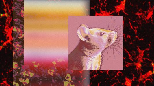 a collage featuring a mouse and red and orange images of brain cells