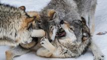 Three wolves engaged in a fierce fight in the snowy wilderness.
