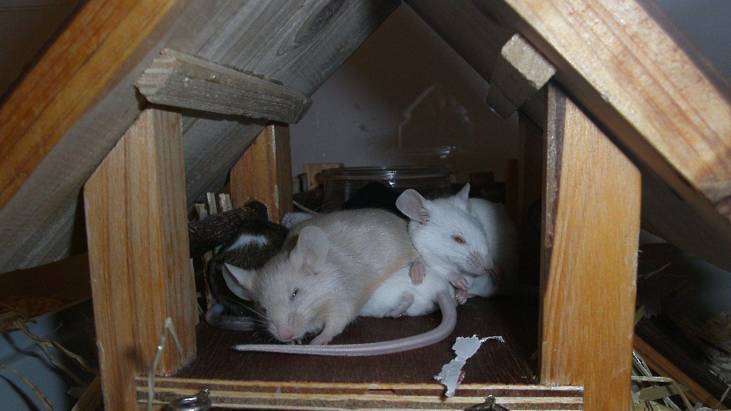 Two mice sleeping in a wooden house.