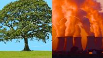 An image of a tree paired with an image of smoke billowing out of a group of smoke stacks.