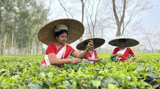 Women picking tea leaves in a tea plantation.