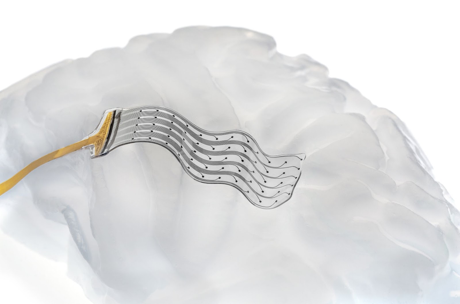 a flexible brain implant developed by Neurosoft on a model of the brain's surface
