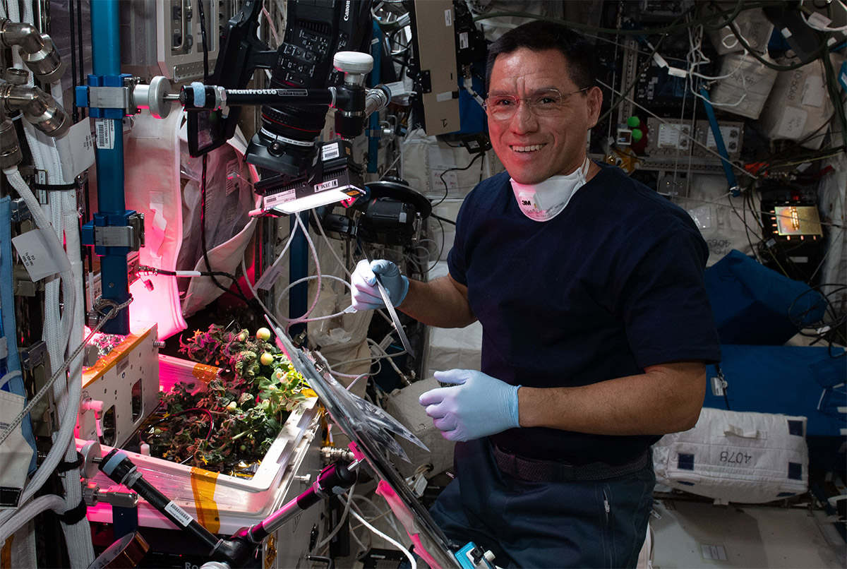 an astronaut standing next to a small tomato plant
