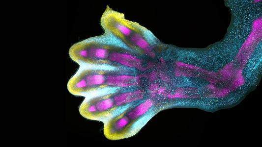 a close up of a human hand about 8 weeks into development