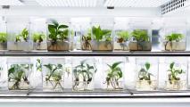 Plants in glass jars on a shelf in a lab.