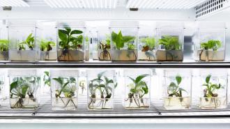 Plants in glass jars on a shelf in a lab.
