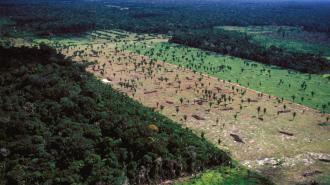 An aerial view of a forest in brazil.
