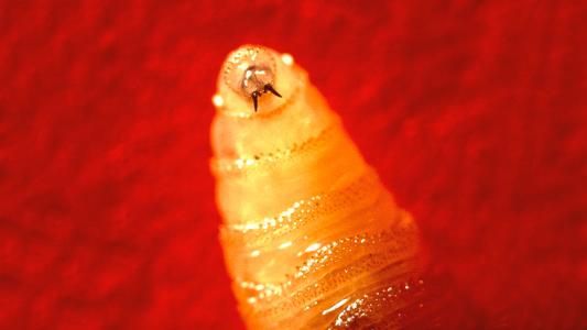 A close up of a screwworm