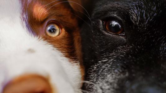 a close up image of two dogs' faces, side by side. The dog on the right appears older.