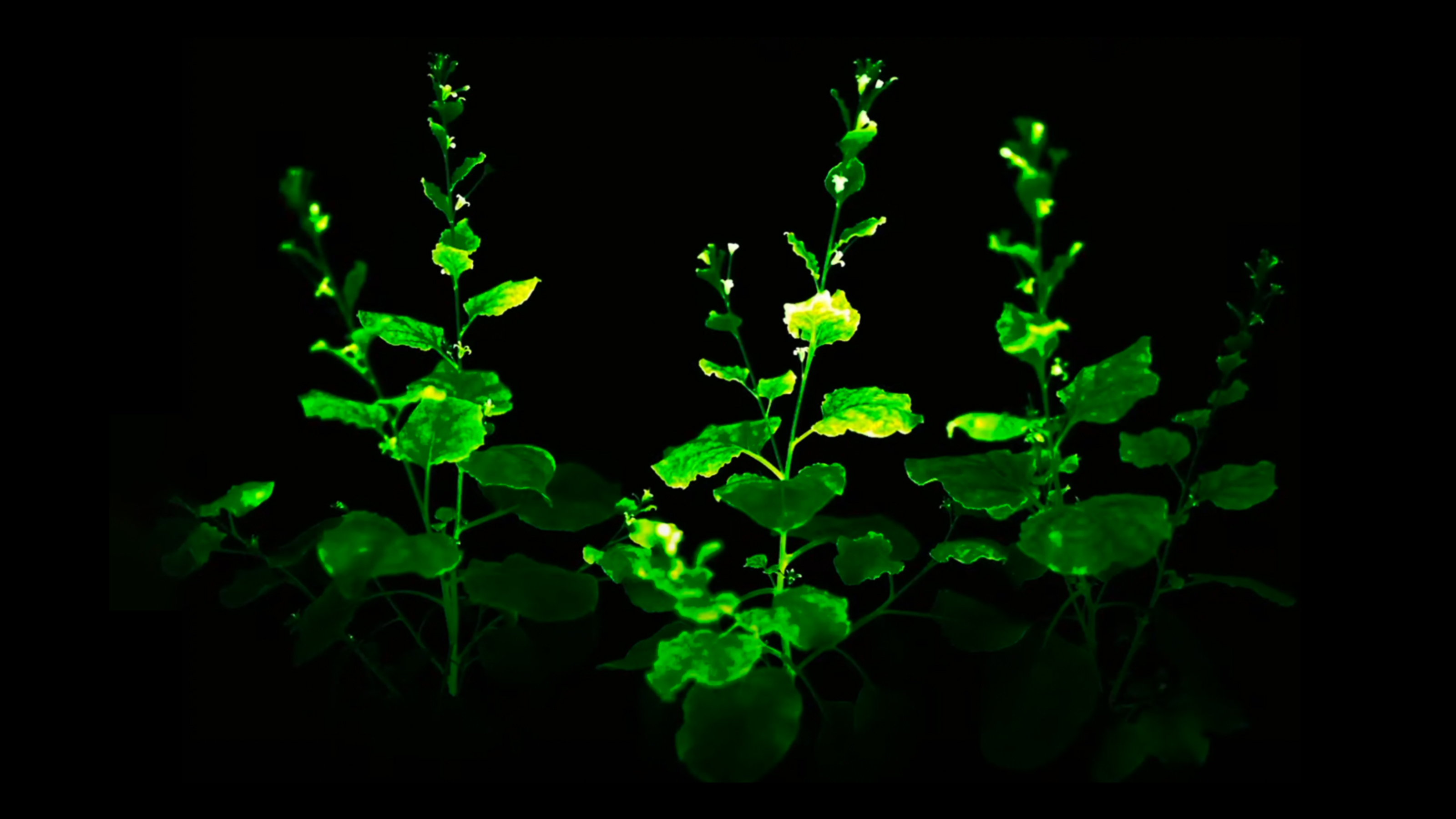 Bioluminescent plants don t exist in nature but you can buy one
