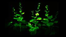 A glowing green plant is illuminated against a black background, creating a mesmerizing scene.