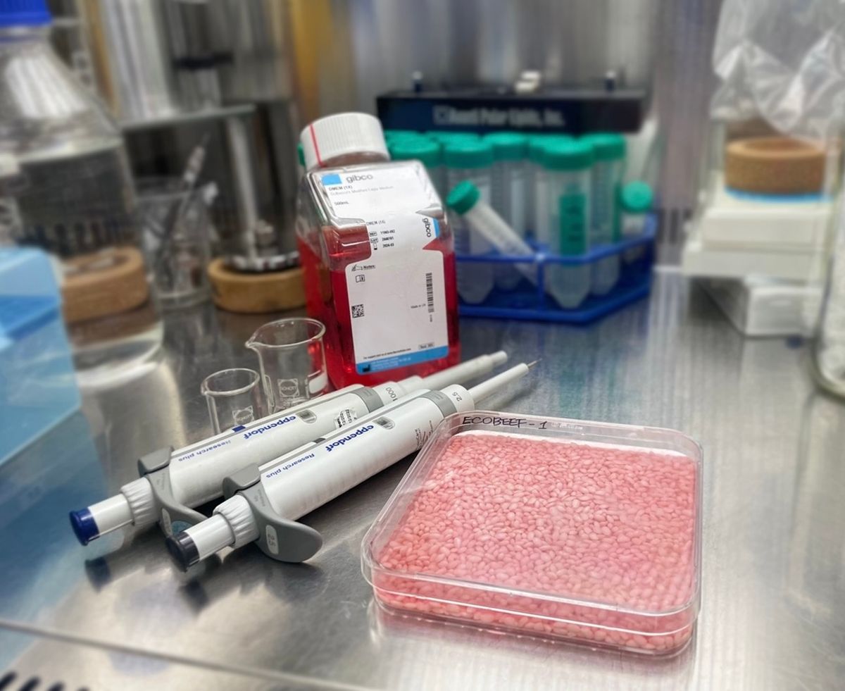 pink rice in a liquid in a square lab dish